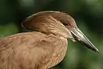 Head of a hamerkop
