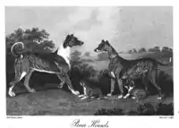 "Boar hounds" imported into Great Britain from the German Electorate of Hesse, 1807