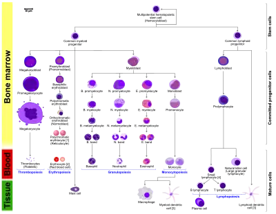 Hematopoiesis
