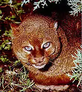 Shoulder high portrait of reddish brown cat with blue eyes and small round ears