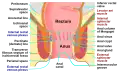 Anatomy of the human anus.