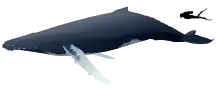 Illustration of a whale next to a human diver