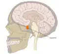 Pituitary