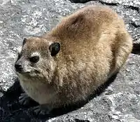 Rock hyrax can reach a length of 50&nbsp;cm (20&nbsp;in) and weigh around 4&nbsp;kg (8.8&nbsp;lb).