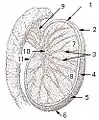 Testis cross section
