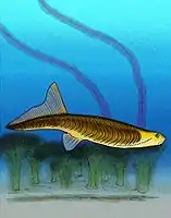 Jamoytius was an enigmatic vertebrate that is possibly related to Anaspid fish