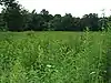 A field full of different wild plants, some flowering, with a line of trees in the background