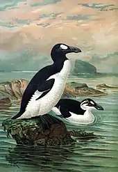 A large bird with a black back, white belly, and white eye patch stands on a rock by the ocean, as a similar bird with a white stripe instead of an eyepatch swims.
