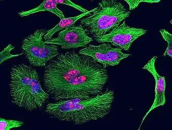HeLa cells grown in culture and stained with antibody to tubulin (green), antibody to Ki-67 (red) and the blue DNA binding dye DAPI. The tubulin antibody shows the distribution of microtubules and the Ki-67 antibody is expressed in cells about to divide. Preparation, antibodies and image courtesy of EnCor Biotechnology.