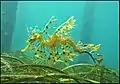 Sea dragons camouflaged to look like floating seaweed live in kelp forests and seagrass meadows.