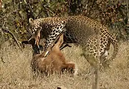 Killing a young bushbuck