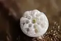Egg of large copper (Lycaena dispar family Lycaenidae)