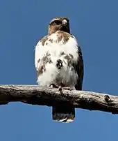 Madagascar buzzard sitting on a branch