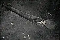 The stoplight loosejaw is also one of the few fishes that produce red bioluminescence. As most of their prey cannot perceive red light, this allows it to hunt with an essentially invisible beam of light.