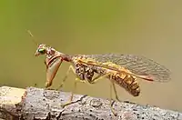 A translucent, sculptured shell conceals a small animal. Some of its appendages extend beyond the shell.
