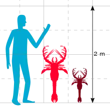 A graph showing the a human at 2&nbsp;m (6&nbsp;ft 7&nbsp;in), with a large lobster-like creature next to it at just under 1.5&nbsp;m (4&nbsp;ft 11&nbsp;in), and a smaller lobster-like creature next to that half its size.