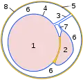 Schematic drawing: cross-section through a testicle