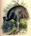 Dwarf cassowary