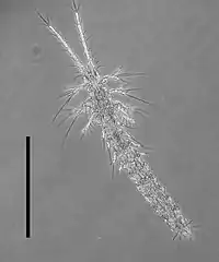 A line drawing of a dorsal view of a small animal with many segments and appendages.