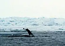 Photo of the tail fluke of a narwhal