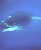 The Great Dark Spot, as imaged by Voyager 2