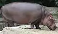 Hippopotamuses, the heaviest and most aquatic even-toed ungulates, are whales' closest living relatives.