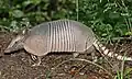 Nine-banded armadillo, Dasypus novemcinctus