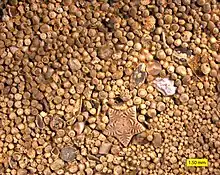 Grainstone with calcite ooids and sparry calcite cement; Carmel Formation, Middle Jurassic, of southern Utah, USA.