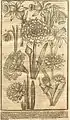 Narcissi, John Parkinson, Paradisus Terrestris 1629. (8. Great Double Yellow Spanish Daffodil)