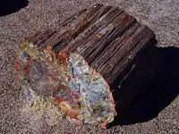 Petrified wood in Petrified Forest National Park, Arizona