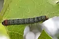Phalaenoides glycinae (Australian grapevine moth) feeding on a grapevine.