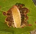 Underside of slug caterpillars of Phobetron pithecium (family Limacododiae) showing the absence of prolegs