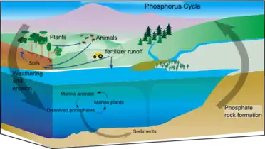 Marine phosphorus cycle