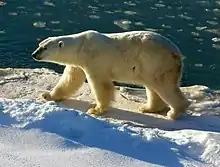 Polar bears, among the largest bears, are vulnerable to global warming.