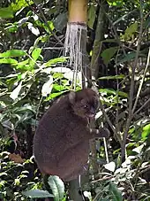A brown-colored lemur clings to a shaft of giant bamboo while eating a fragment in its hands.