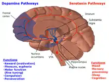 In this drawing of the brain, the serotonergic system is red and the mesolimbic dopamine pathway is blue. There is one collection of serotonergic neurons in the upper brainstem that sends axons upwards to the whole cerebrum, and one collection next to the cerebellum that sends axons downward to the spinal cord. Slightly forward the upper serotonergic neurons is the ventral tegmental area (VTA), which contains dopaminergic neurons. These neurons' axons then connect to the nucleus accumbens, hippocampus, and the frontal cortex. Over the VTA is another collection of dopaminergic cells, the substansia nigra, which send axons to the striatum.