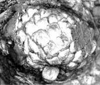 Quercus hiholensis acorn, Langhian age (Middle Miocene), Washington State, USA