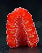 Halved raspberry with absent torus, for contrast