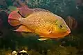 The red terror cichlid is a highly aggressive species from the rivers of Northeast South America.