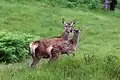 Hind with juvenile in Great Glen in Scotland