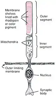 Anatomy of a Rod CellHuman Physiology and Mechanisms of Disease by Arthur C. Guyton (1992) .mw-parser-output cite.citation{font-style:inherit;word-wrap:break-word}.mw-parser-output .citation q{quotes:"\"""\"""'""'"}.mw-parser-output .citation:target{background-color:rgba(0,127,255,0.133)}.mw-parser-output .id-lock-free a,.mw-parser-output .citation .cs1-lock-free a{background:url("//upload.wikimedia.org/wikipedia/commons/6/65/Lock-green.svg")right 0.1em center/9px no-repeat}.mw-parser-output .id-lock-limited a,.mw-parser-output .id-lock-registration a,.mw-parser-output .citation .cs1-lock-limited a,.mw-parser-output .citation .cs1-lock-registration a{background:url("//upload.wikimedia.org/wikipedia/commons/d/d6/Lock-gray-alt-2.svg")right 0.1em center/9px no-repeat}.mw-parser-output .id-lock-subscription a,.mw-parser-output .citation .cs1-lock-subscription a{background:url("//upload.wikimedia.org/wikipedia/commons/a/aa/Lock-red-alt-2.svg")right 0.1em center/9px no-repeat}.mw-parser-output .cs1-ws-icon a{background:url("//upload.wikimedia.org/wikipedia/commons/4/4c/Wikisource-logo.svg")right 0.1em center/12px no-repeat}.mw-parser-output .cs1-code{color:inherit;background:inherit;border:none;padding:inherit}.mw-parser-output .cs1-hidden-error{display:none;color:#d33}.mw-parser-output .cs1-visible-error{color:#d33}.mw-parser-output .cs1-maint{display:none;color:#3a3;margin-left:0.3em}.mw-parser-output .cs1-format{font-size:95%}.mw-parser-output .cs1-kern-left{padding-left:0.2em}.mw-parser-output .cs1-kern-right{padding-right:0.2em}.mw-parser-output .citation .mw-selflink{font-weight:inherit}ISBN 0-7216-3299-8 p. 373