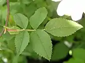 Leafstem of dog rose with petiole, stipules and leaflets