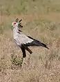 Secretary bird