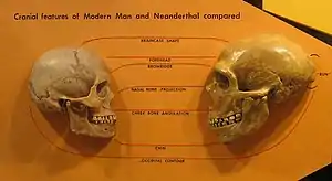 A human skull on the left facing a reconstructed Neanderthal skull on the right, emphasizing the difference in braincase shape (more cranial length in Neanderthal), shorter forehead ratio, more defined brow ridge, larger nasal bone projection, pinned-back cheekbone angulation, straighter angled chin, and an occipital bun