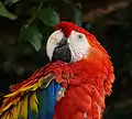 Scarlet macaw, Honduras
