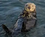 Brown mustelid on its back in water