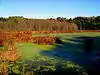 A lake covered with green algae and bright brown bog plants, a forested shore is in the background