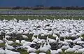 Snow geese in a corn field on Fir Island, Washington in the Skagit River delta