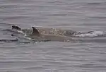 Two southern bottlenose whales surfacing