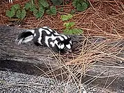 Black skunk with white spots on log